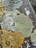 Pertusaria xanthodes image