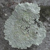 Physcia erumpens image