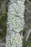 Physcia erumpens image