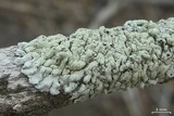 Physcia erumpens image
