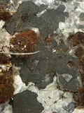 Placynthium nigrum image