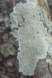 Physcia erumpens image