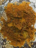 Pyrenula cerina image