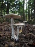 Amanita spreta image