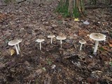 Amanita spreta image