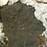 Placynthium nigrum image