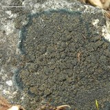 Placynthium nigrum image