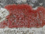 Pyrenula cruenta image