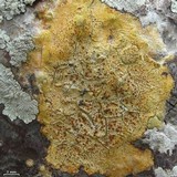 Pyrenula ochraceoflava image