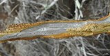 Pyrenula ochraceoflava image