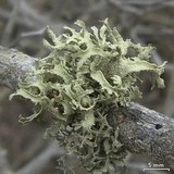 Ramalina complanata image