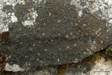 Placynthium nigrum image