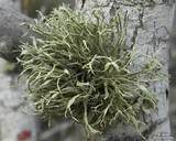 Ramalina sideriza image