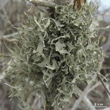 Roccella gracilis image