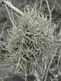 Roccella gracilis image