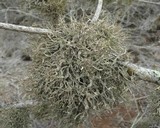 Roccella gracilis image