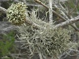 Roccella gracilis image
