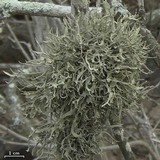 Roccella gracilis image