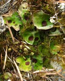 Solorina saccata image