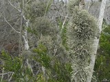 Roccella gracilis image