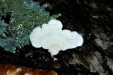 Plicaturopsis crispa image