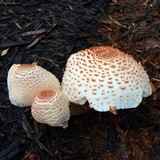 Leucoagaricus americanus image