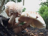 Leucoagaricus americanus image