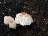 Leucoagaricus americanus image