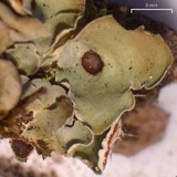 Solorina saccata image