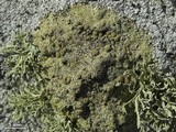 Lecanora sulfurescens image
