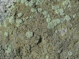 Lecanora sulfurescens image
