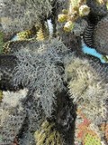 Roccella gracilis image
