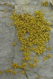 Xanthomendoza mendozae image