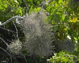Roccella gracilis image