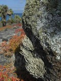 Image of Roccella albida