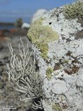 Roccella galapagoensis image