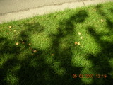Marasmius oreades image
