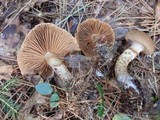 Cortinarius pholideus image