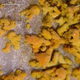 Xanthomendoza mendozae image