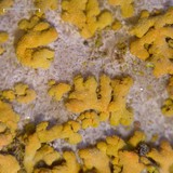 Xanthomendoza mendozae image