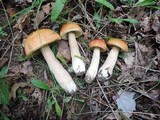 Boletus chippewaensis image