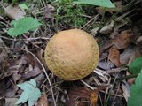 Leccinum pseudoscabrum image