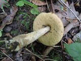 Leccinum pseudoscabrum image