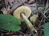Leccinum pseudoscabrum image