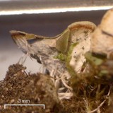 Solorina saccata image