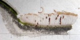 Solorina saccata image