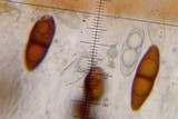 Solorina saccata image