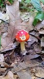 Amanita parcivolvata image