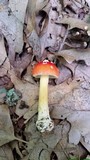 Amanita parcivolvata image