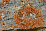 Xanthoria elegans image